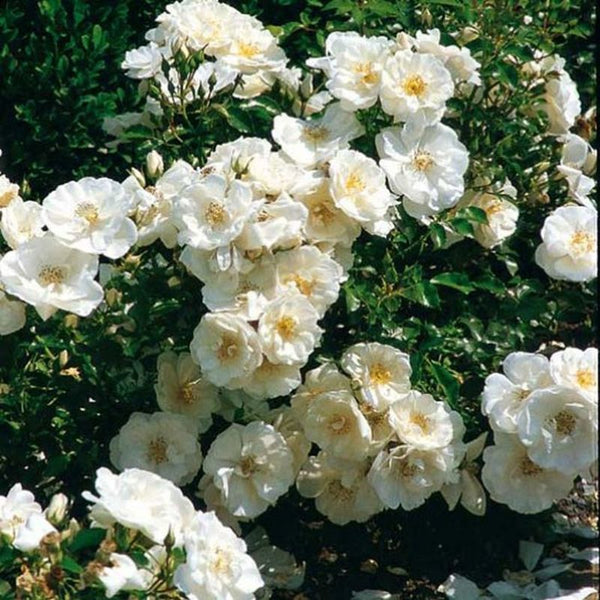 Flower Carpet Rose White 3.5ltr