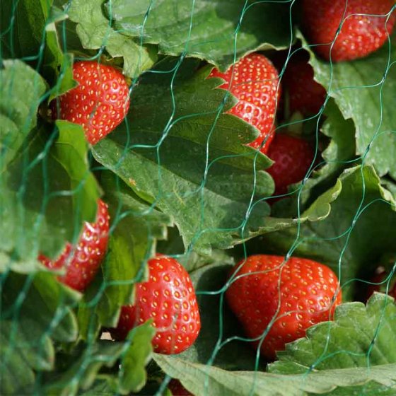 Green garden netting 15mm mesh, 2x10m, protects fruits from birds and pests – Keans Claremorris.