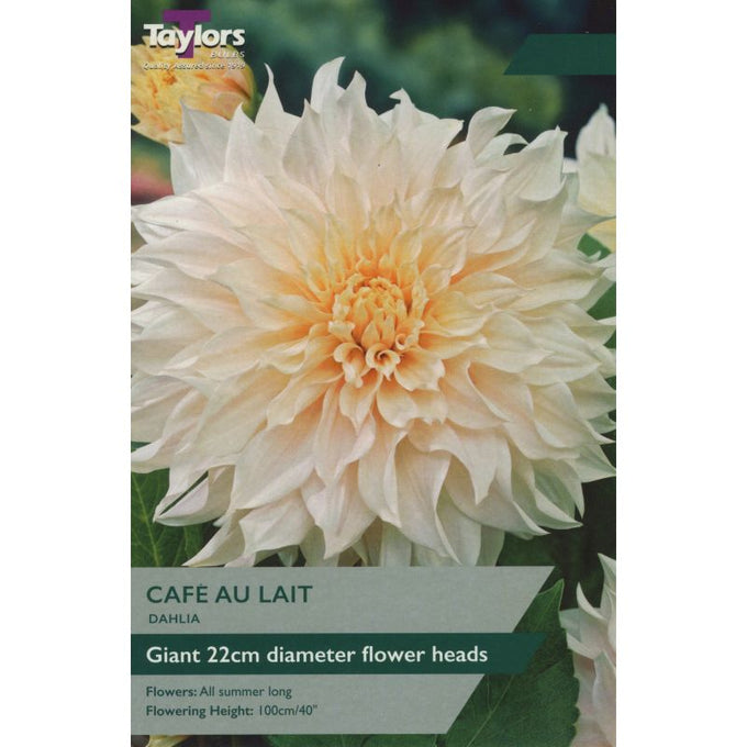 Dahlia Cafe Au Lait - Image 1