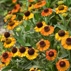 Helenium 'Short n Sassy', 2L