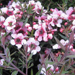 Leptospermum scoparium 'Martinii'