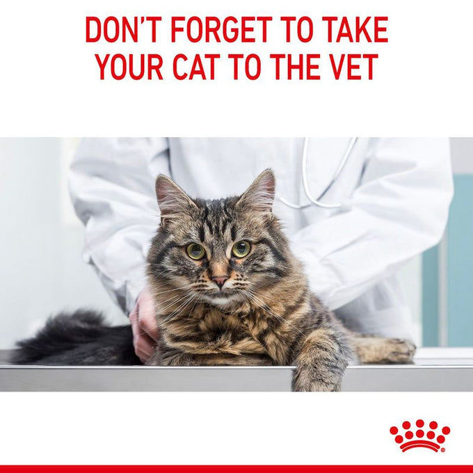 Royal Canin Hair & Skin Cat Food 400g - Nutritional support for healthy coat, available at Keans Claremorris