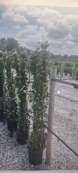 Wisteria Sinensis Mix 10l h260cm