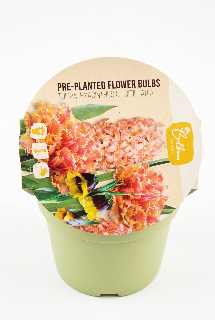 Pre-Planted Spring Flower Bulbs in Pale Green Pot – Tulips, Hyacinths & Fritillaria  x 25 - Image 1