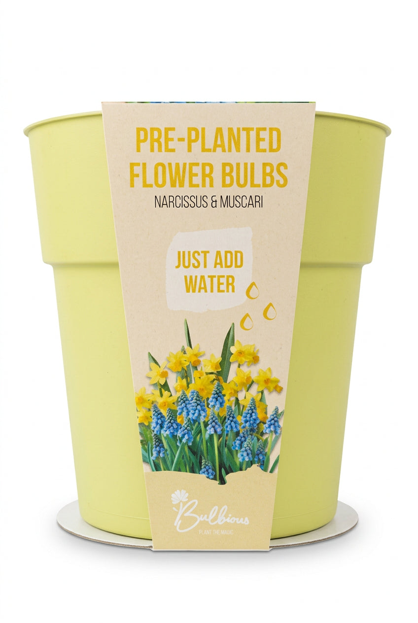 Pre-Planted Spring Flower Bulbs in Pale Green Pot – Muscari & Narcissus Tête-à-Tête - Image 3