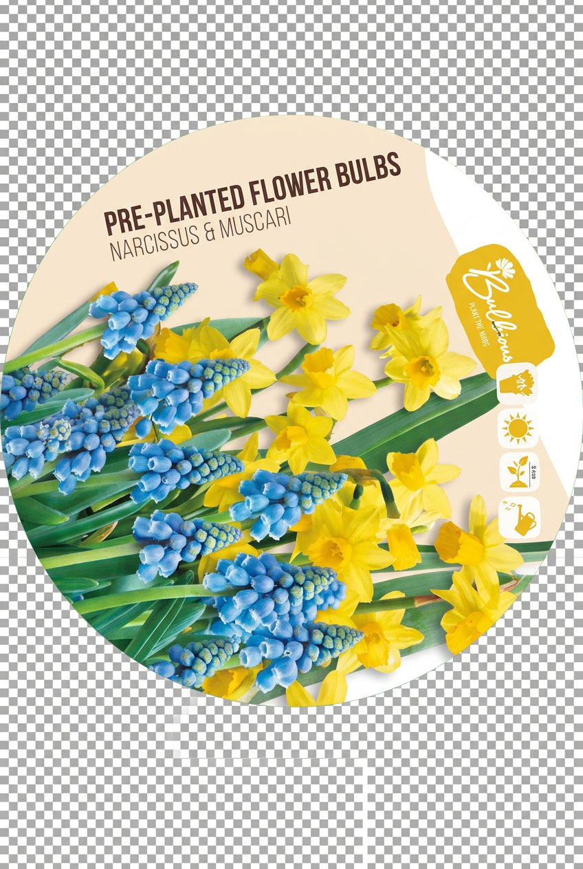 Pre-Planted Spring Flower Bulbs in Pale Green Pot – Muscari & Narcissus Tête-à-Tête - Image 1