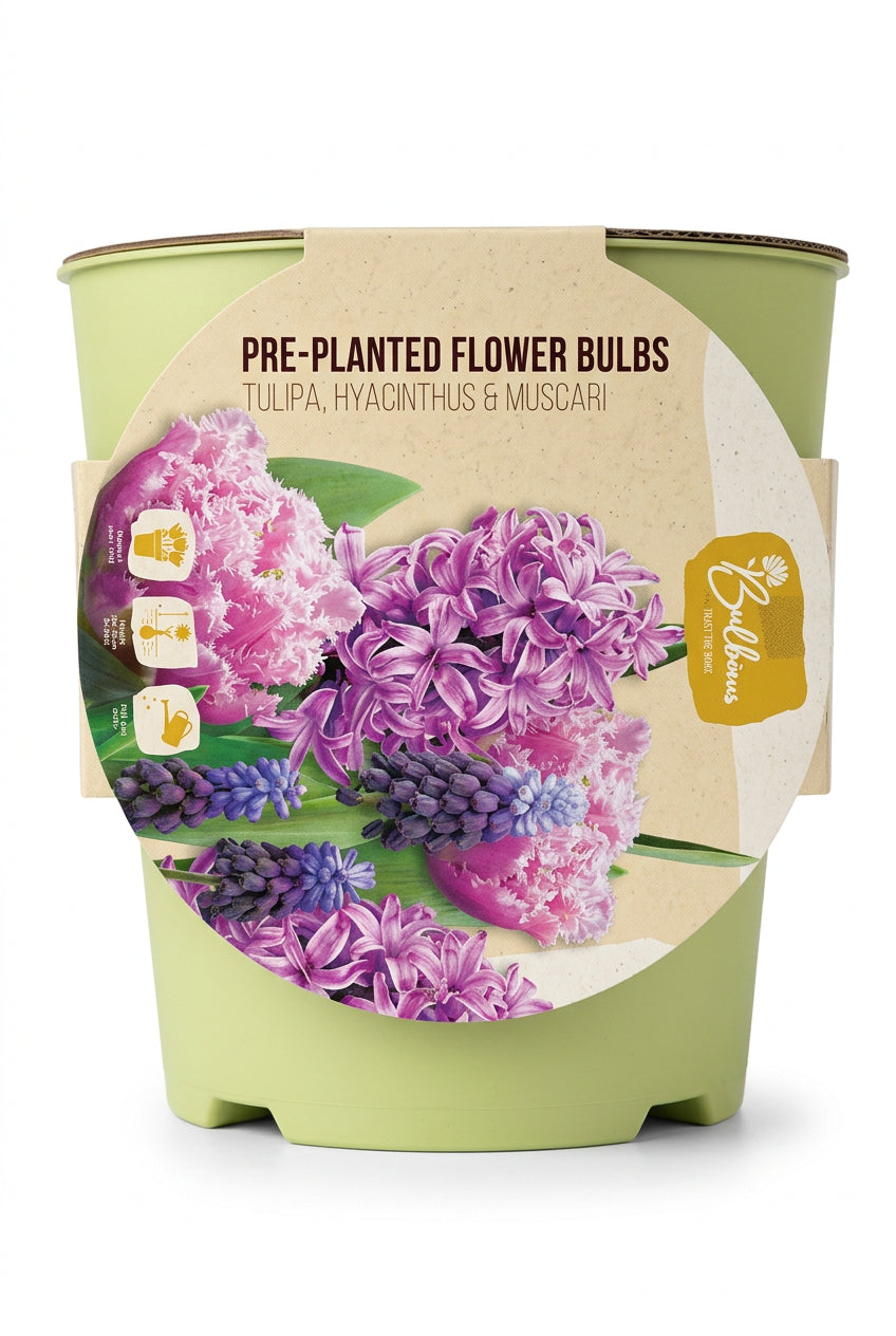 Pre-Planted Spring Flower Bulbs in Pale Green Pot – Tulips, Hyacinths & Muscari - Image 1