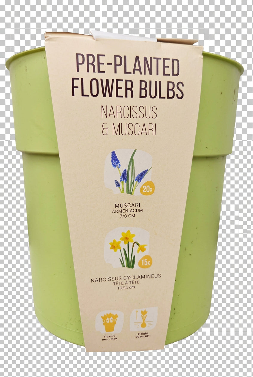 Pre-Planted Spring Flower Bulbs in Pale Green Pot – Muscari & Narcissus Tête-à-Tête - Image 2
