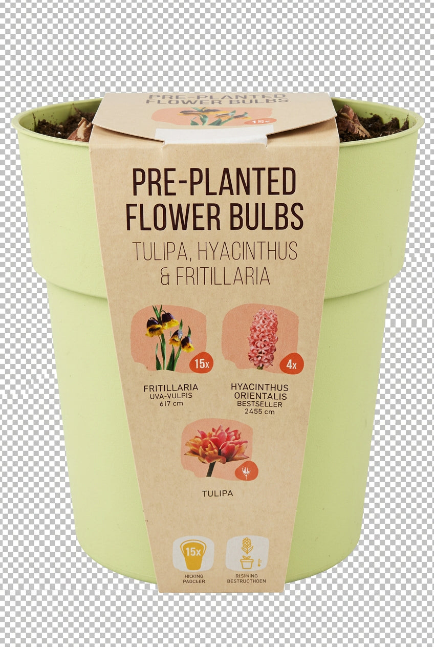 Pre-Planted Spring Flower Bulbs in Pale Green Pot – Tulips, Hyacinths & Fritillaria  x 25 - Image 2