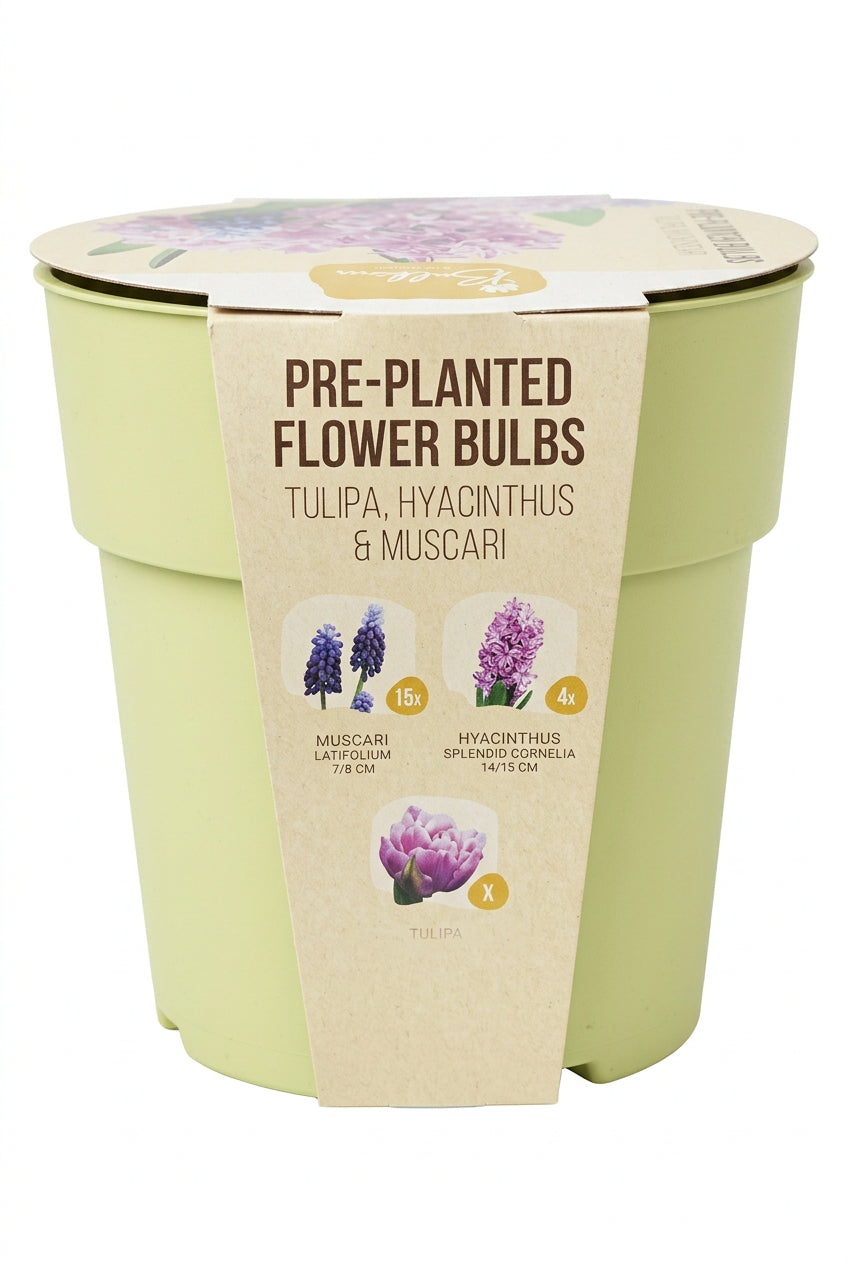 Pre-Planted Spring Flower Bulbs in Pale Green Pot – Tulips, Hyacinths & Muscari - Image 2