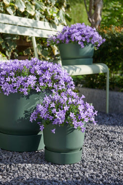 Campanula 'Ambella® Lavender'² / P12