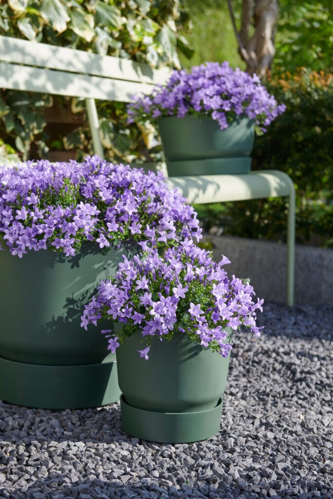 Campanula 'Ambella® Lavender'² / P12 - Image 3