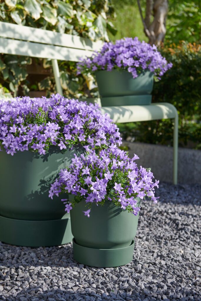 Campanula 'Ambella® Lavender'² / P12 - Image 3