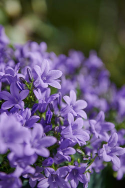 Campanula 'Ambella® Lavender'² / P12