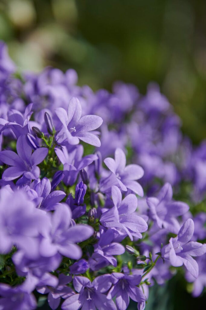 Campanula 'Ambella® Lavender'² / P12 - Image 2