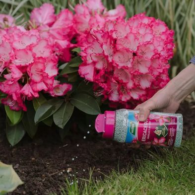 Westland Ericaceous Plant Food Granules 900g for acid-loving plants, available at Keans Claremorris store.