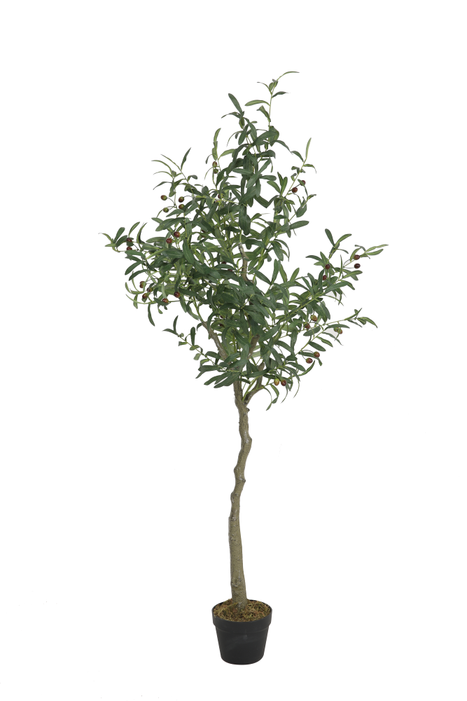 Olive Tree in Black Pot – 170 cm - Image 1