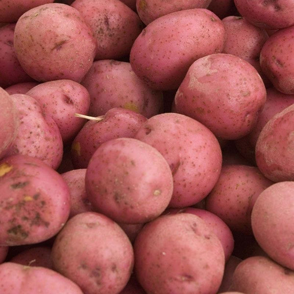 Kerr's Pink Main Crop potatoes 10kg hessian sack, red skin, creamy flesh, ideal for mash, roasting, chips – Keans Claremorris