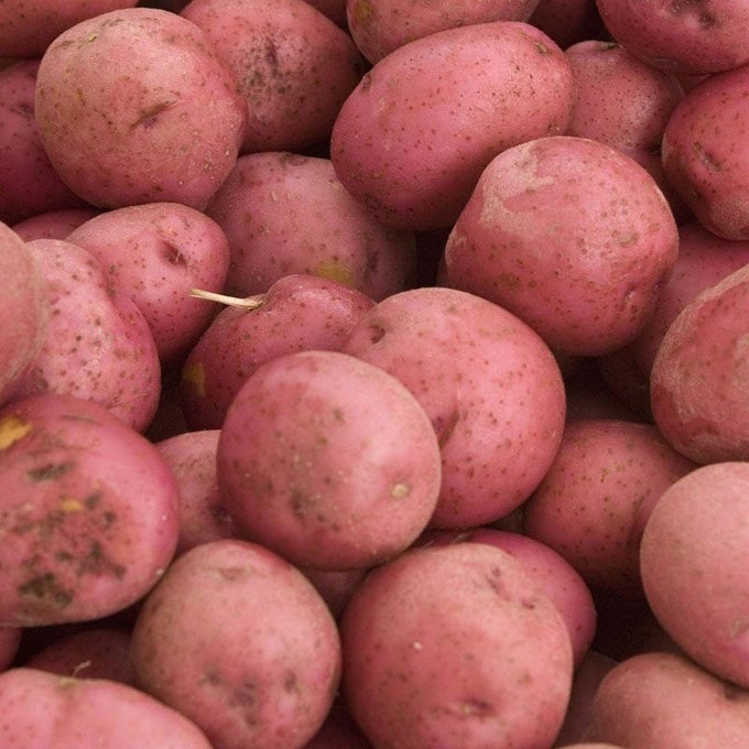 Kerr's Pink Main Crop potatoes 10kg hessian sack, red skin, creamy flesh, ideal for mash, roasting, chips – Keans Claremorris