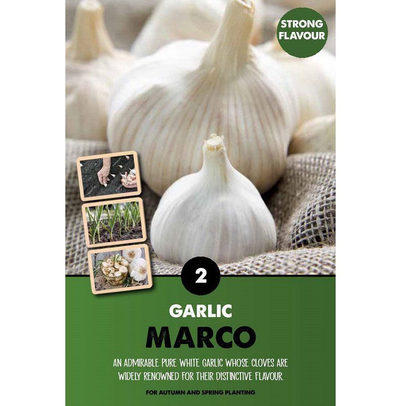 Two pure white Marco garlic bulbs on burlap with inset images showing planting and harvest steps.