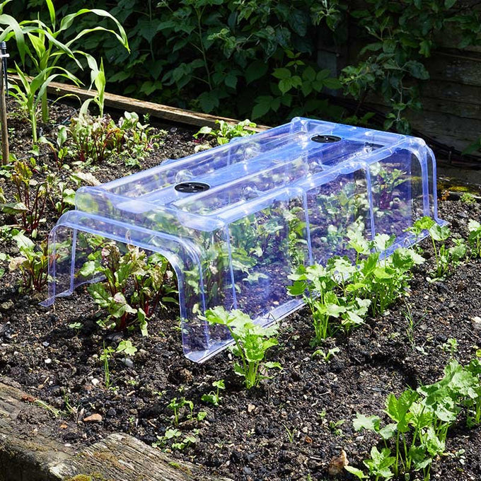 Clear Cloche - Image 2