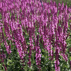 Salvia 'Sensation Pink' 2L HERBACEOUS