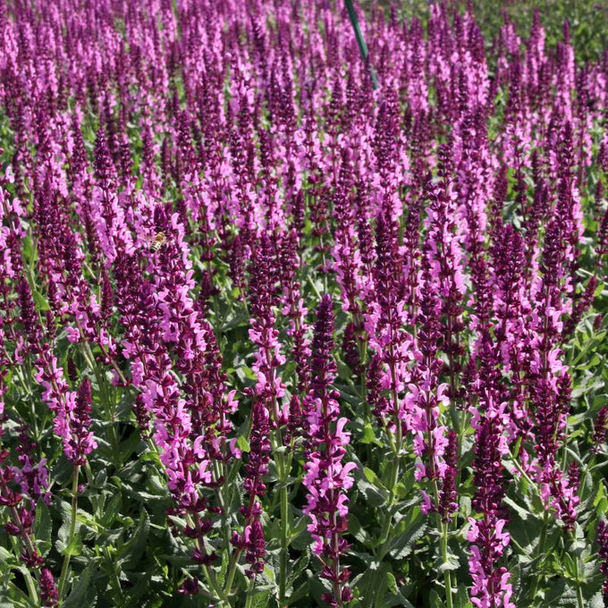Salvia 'Sensation Pink' 2L HERBACEOUS - Image 2