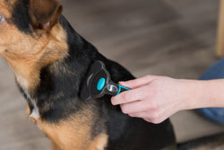 Carding Groomer 8x14cm for pet grooming, durable brush by Keans Claremorris, ideal for removing loose fur and tangles.