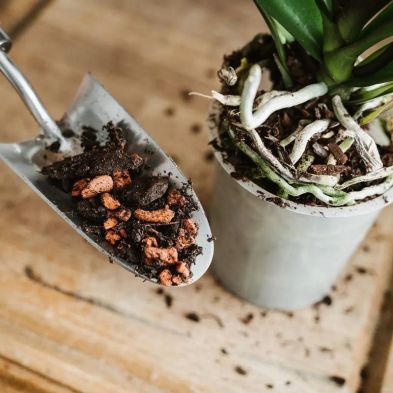 Close-up of Westland Orchid Potting Mix with Seramis granules on a metal scoop next to an orchid plant in a pot.