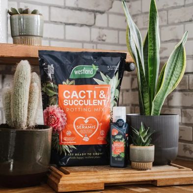 Westland Cacti & Succulent Potting Mix 4L for healthy plant growth, available at Keans Claremorris.