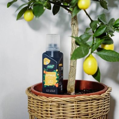 Westland Citrus Feed Concentrate 200ml plant food for healthy citrus plants | Available at Keans Claremorris