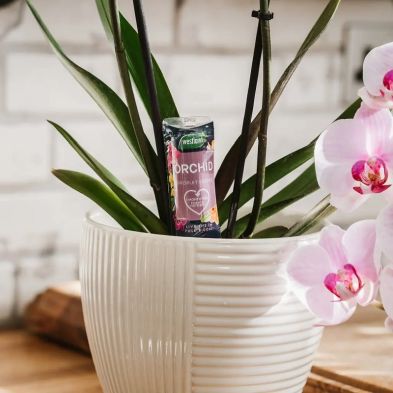 Westland Orchid Droplet Feeder 40ml inserted in soil of a potted orchid plant with pink flowers.
