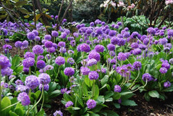Primula dent. Lilac 9cm 07-ROCKERY