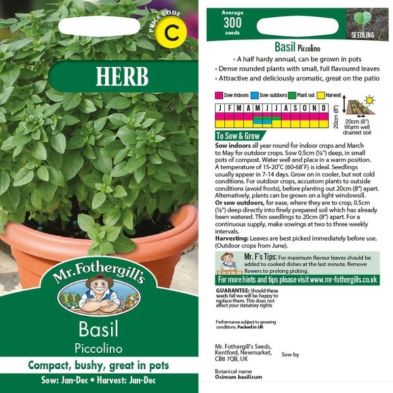 Compact, bushy Basil Piccolino plant with small green leaves growing in a terracotta pot.