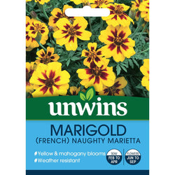 Bright yellow Marigold French Naughty Marietta flowers, perfect for pots, loved by pollinators, full sun, 30cm tall – Keans