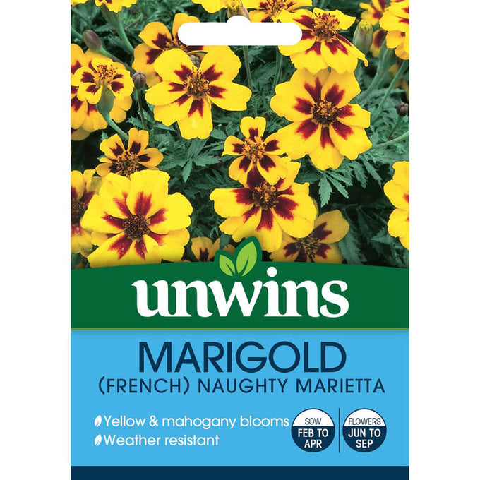 Bright yellow Marigold French Naughty Marietta flowers, perfect for pots, loved by pollinators, full sun, 30cm tall – Keans