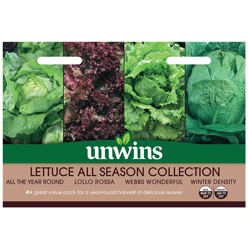 Lettuce All Season Collection Pack Seeds, 200 dwarf bronze-green seeds for year-round harvest, Keans Claremorris.