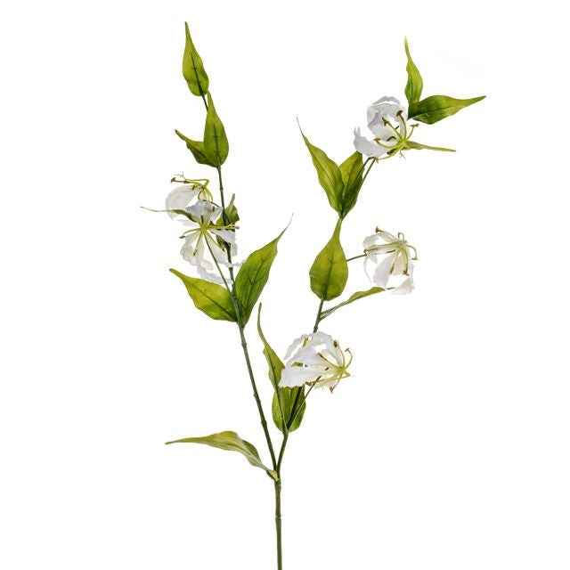 Cream Gloriosa Lily spray with white flowers and green leaves on a single 85cm stem against white background.