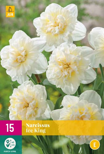 Narcissus ‘Ice King’ double daffodil bulbs, white and yellow blooms, perfect for spring pots and borders – Keans Claremorris