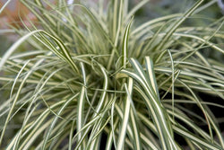 Carex Evergold hand soap bottle, antibacterial formula, gentle on skin – available at Keans Claremorris.