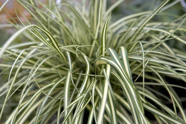 Carex Evergold hand soap bottle, antibacterial formula, gentle on skin – available at Keans Claremorris.