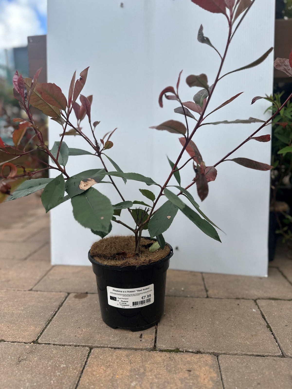 Photinia × fraseri 'Red Robin' shrub with vibrant red leaves, perfect for hedges and gardens – available at Keans