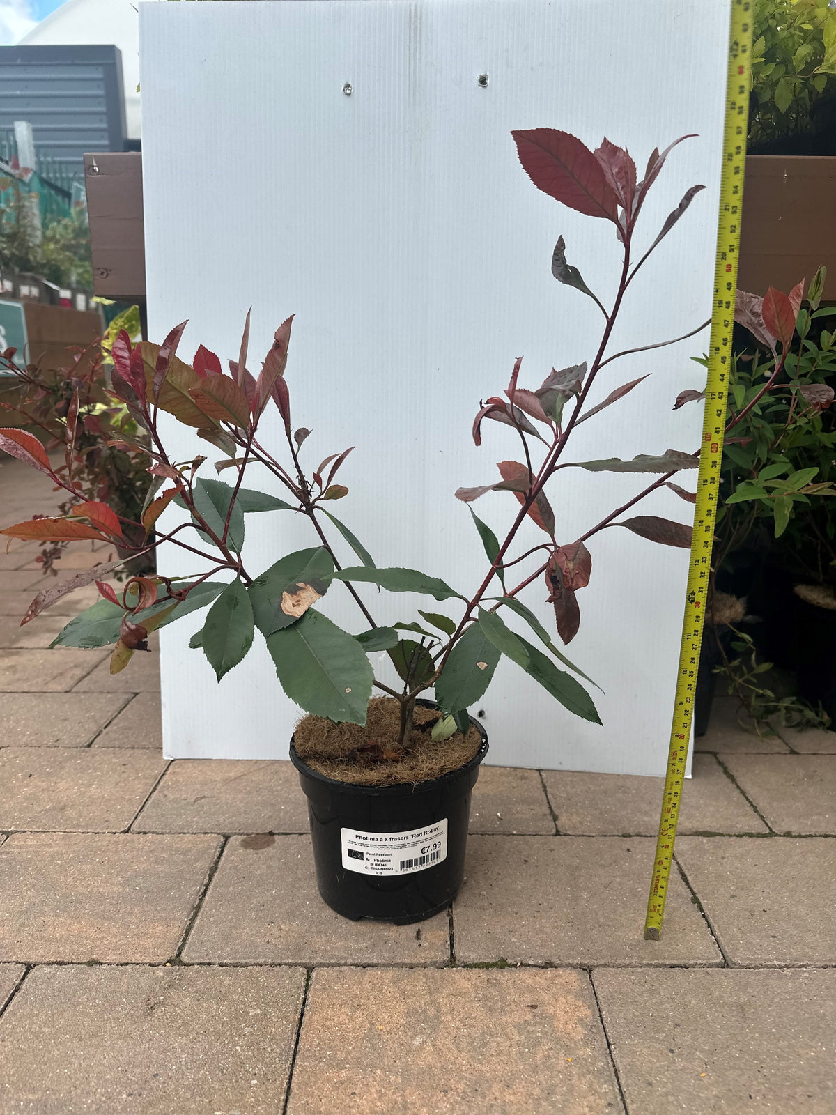 Photinia × fraseri 'Red Robin' shrub with vibrant red leaves, perfect for gardens – available at Keans Claremorris.