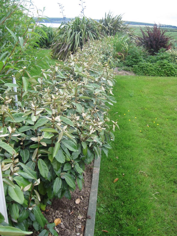 Eleagnus Ebbenjii 2ltr