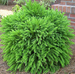 Cryptomeria Japonica Globosa Nana