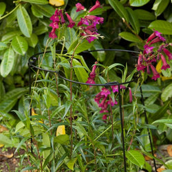 Flexi-Ring 35cm x 60cm powder-coated steel plant support for short stemmed plants - Keans Claremorris