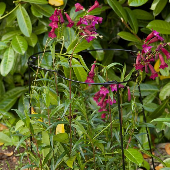Flexi-Ring 35cm x 60cm powder-coated steel plant support for short stemmed plants - Keans Claremorris