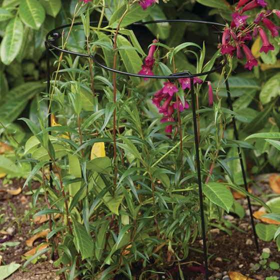 Double Flexi Ring 35cm x 90cm, powder-coated steel plant support for short stems, available at Keans Claremorris.