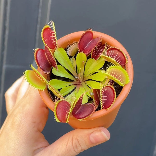 Dionaea muscipula 'Venus Flytrap' / 7 cm terracotta