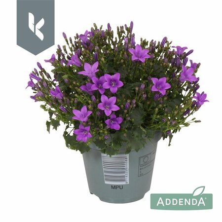 Campanula 'Ambella® Intense Purple'²  p12